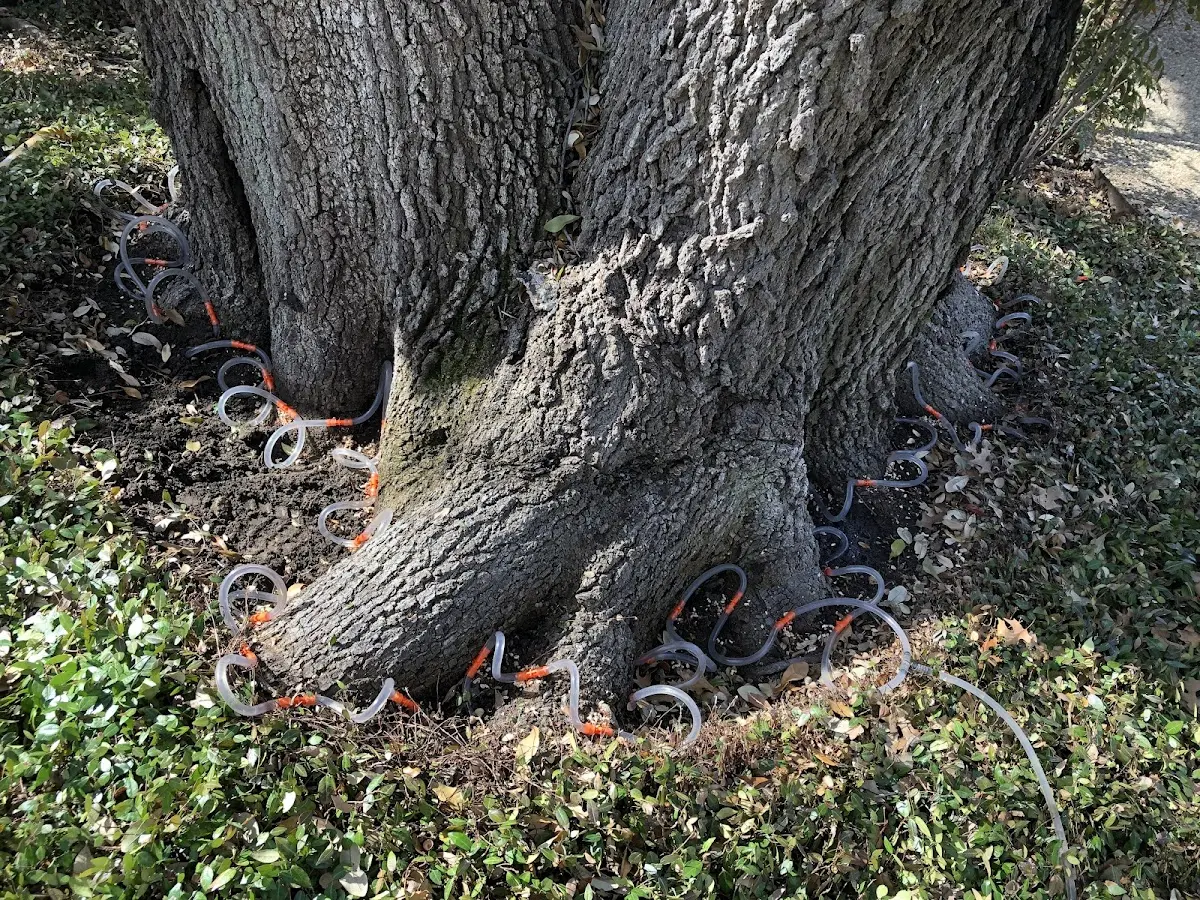 Detailed Tree Cabling and Bracing job site in Goffstown